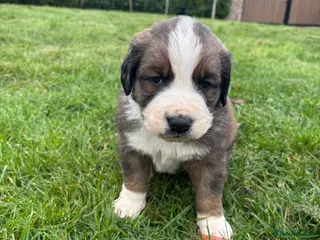 Mixed Breed dogs Saint Bernese pups - Advert 3