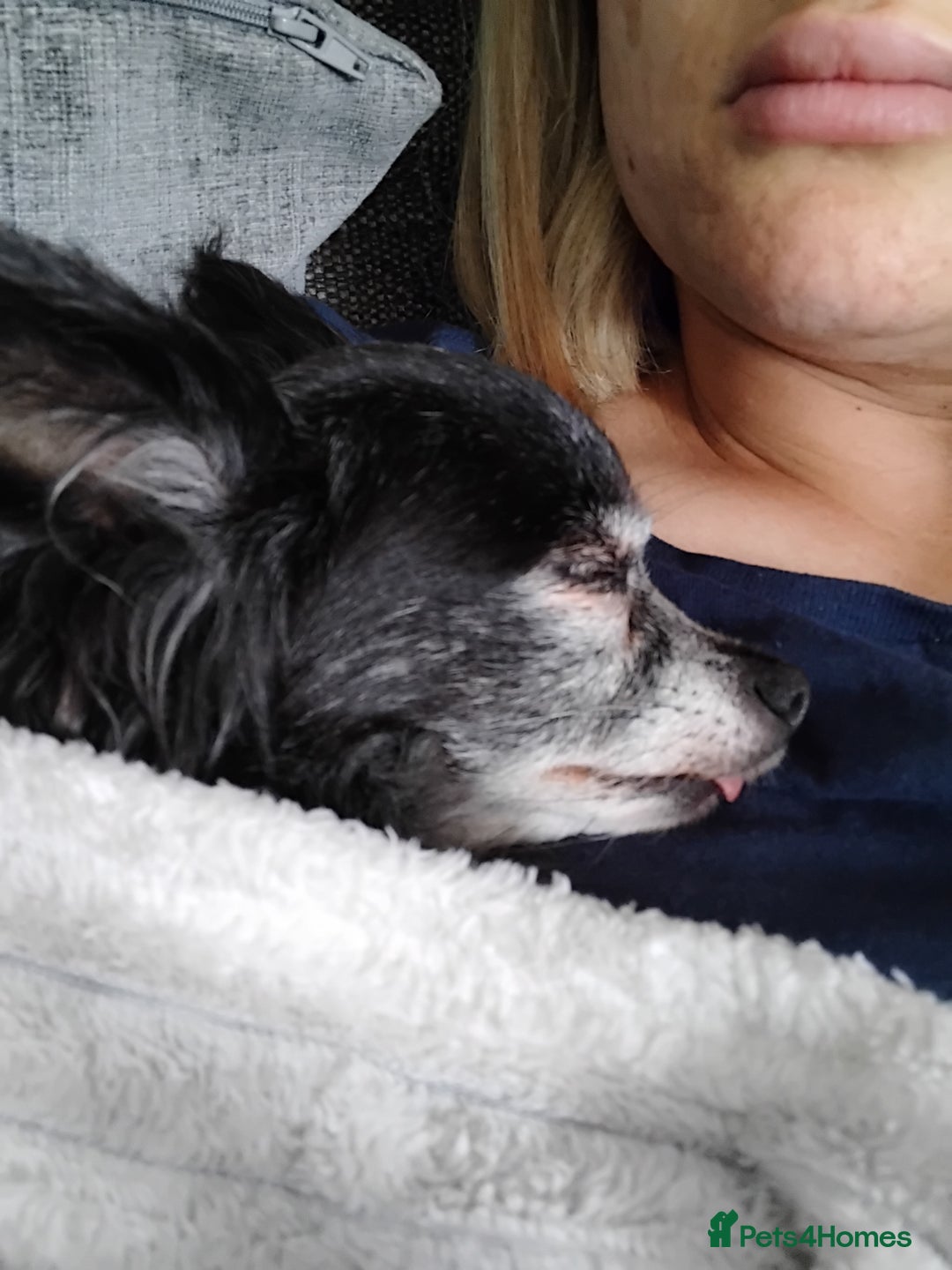 Pomchi dogs for sale: Beautiful tiny chihuahua girl - Advert 5