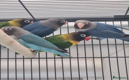 Lovebirds birds for sale: Blackmasked baby lovebird for sale.  - Advert 9