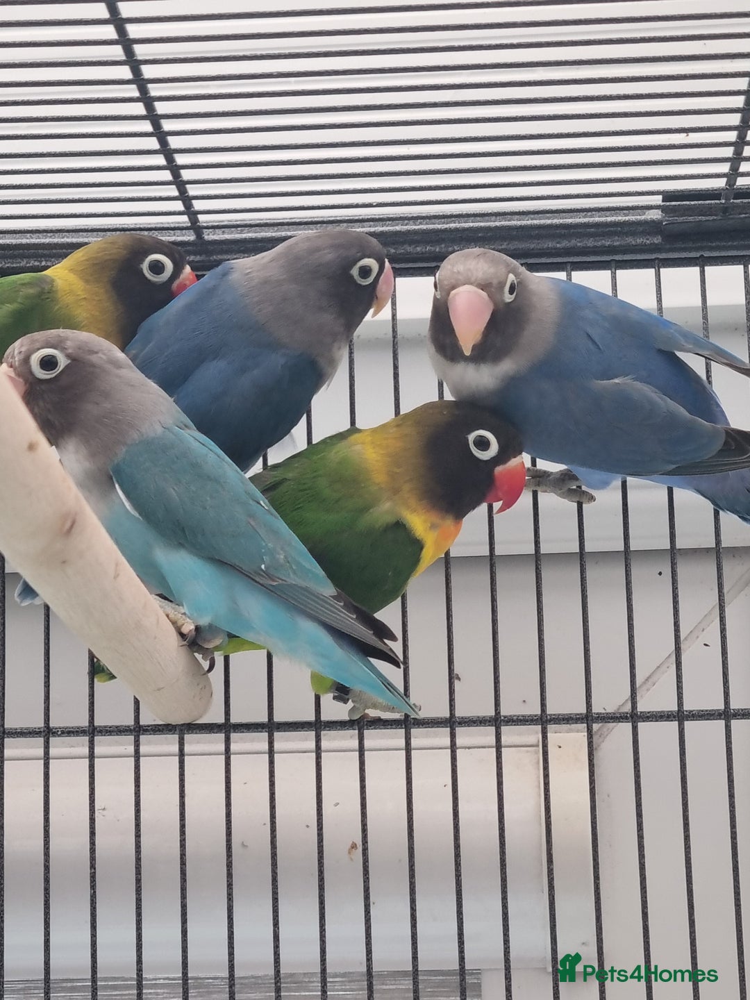 Lovebirds birds for sale: Blackmasked baby lovebird for sale.  - Advert 9