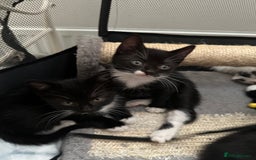 Mixed Breed cats for sale: Mixed Breed kittens - Image 5