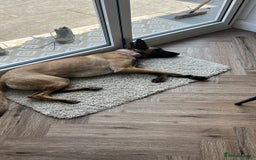 Belgian Shepherd Dog dogs for sale:  Belgian Malonis  - Image 2