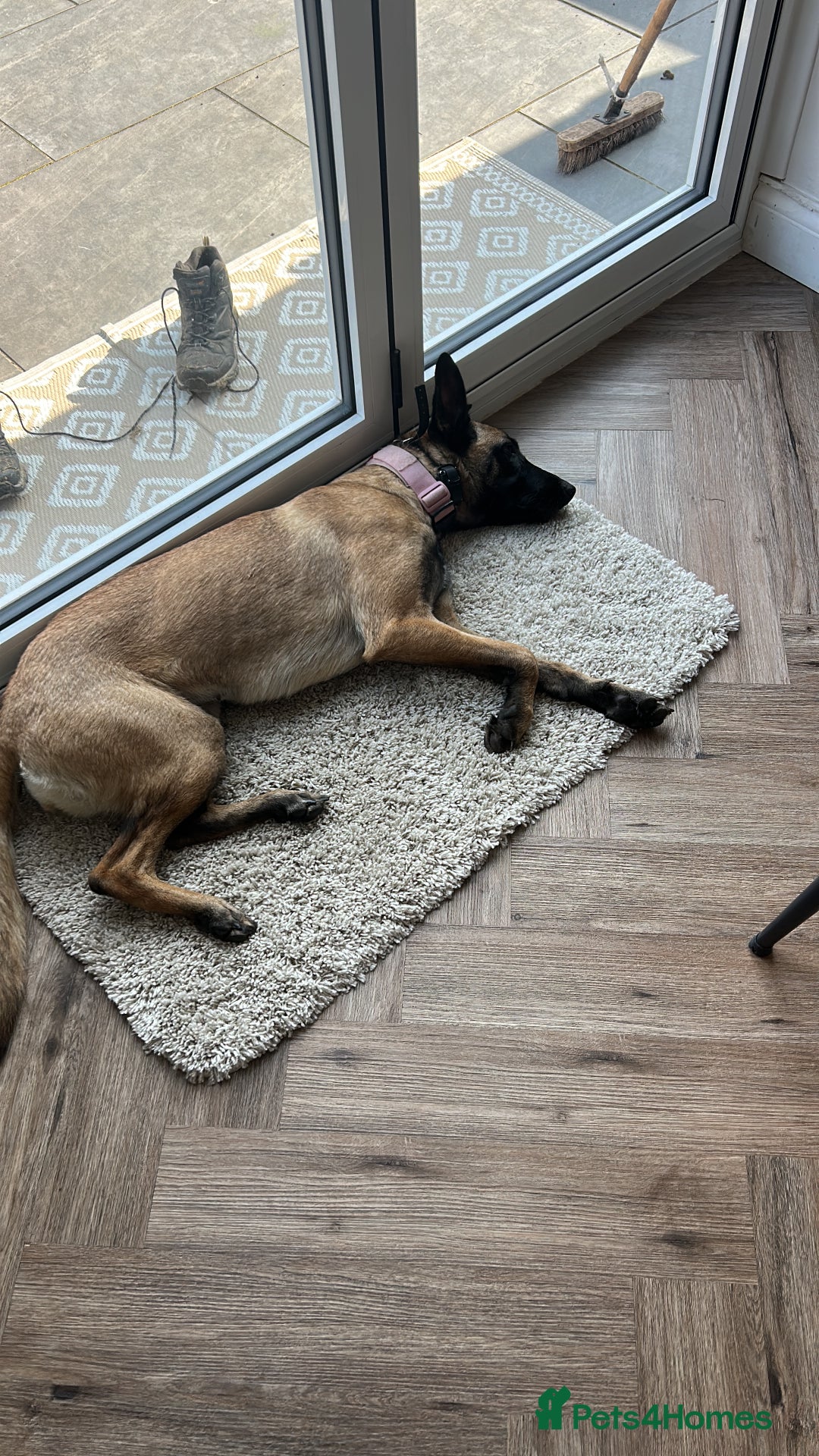 Belgian Shepherd Dog dogs for sale:  Belgian Malonis  - Image 2