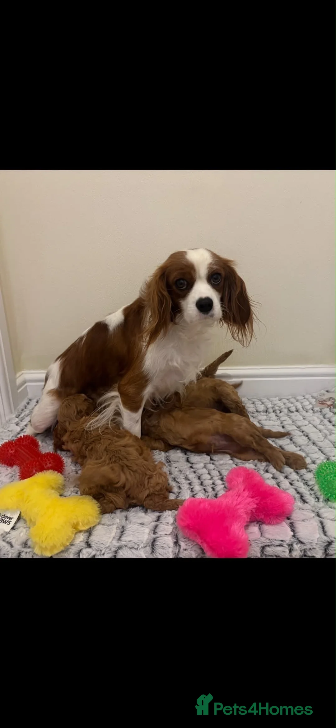 Cavapoo dogs for sale: Deep red cavapoos  - Advert 1