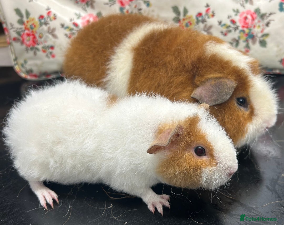 Guinea Pig rodents for sale: Gorgeous Pair of Teddy Boars  - Advert 4
