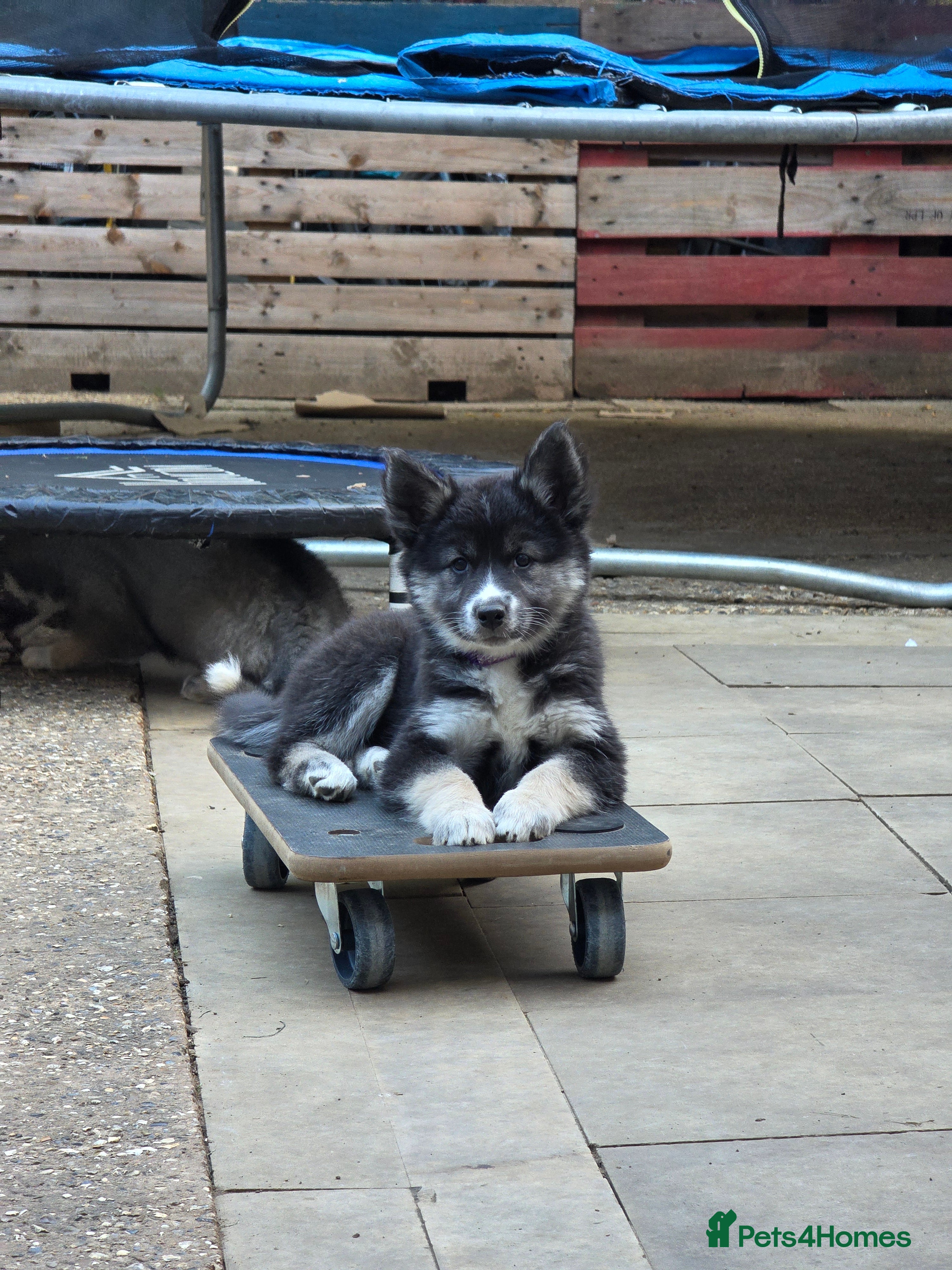 Siberian Husky dogs PLEASE READ THE DESCRIPTION CAREFULLY. - Advert 2