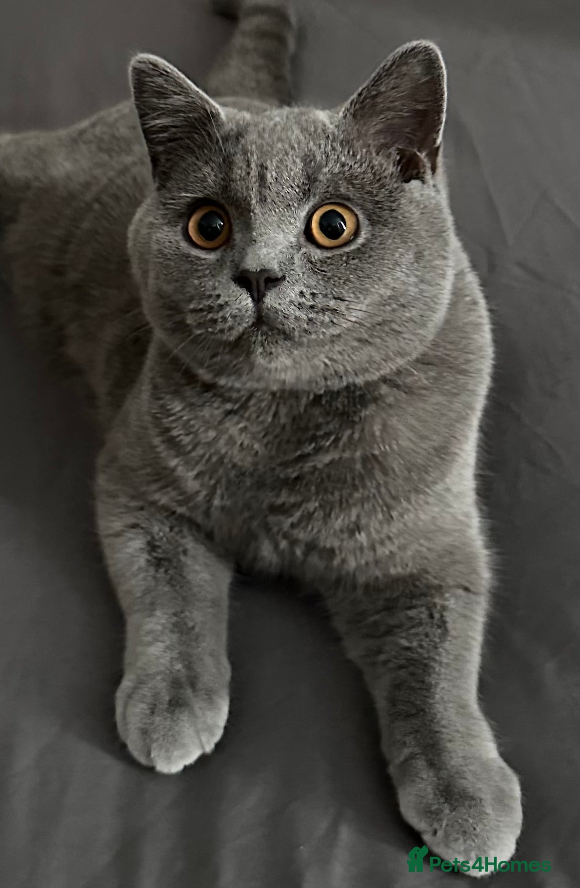 British Shorthair cats GCCF reg blue British Shorthair for stud - Advert 5