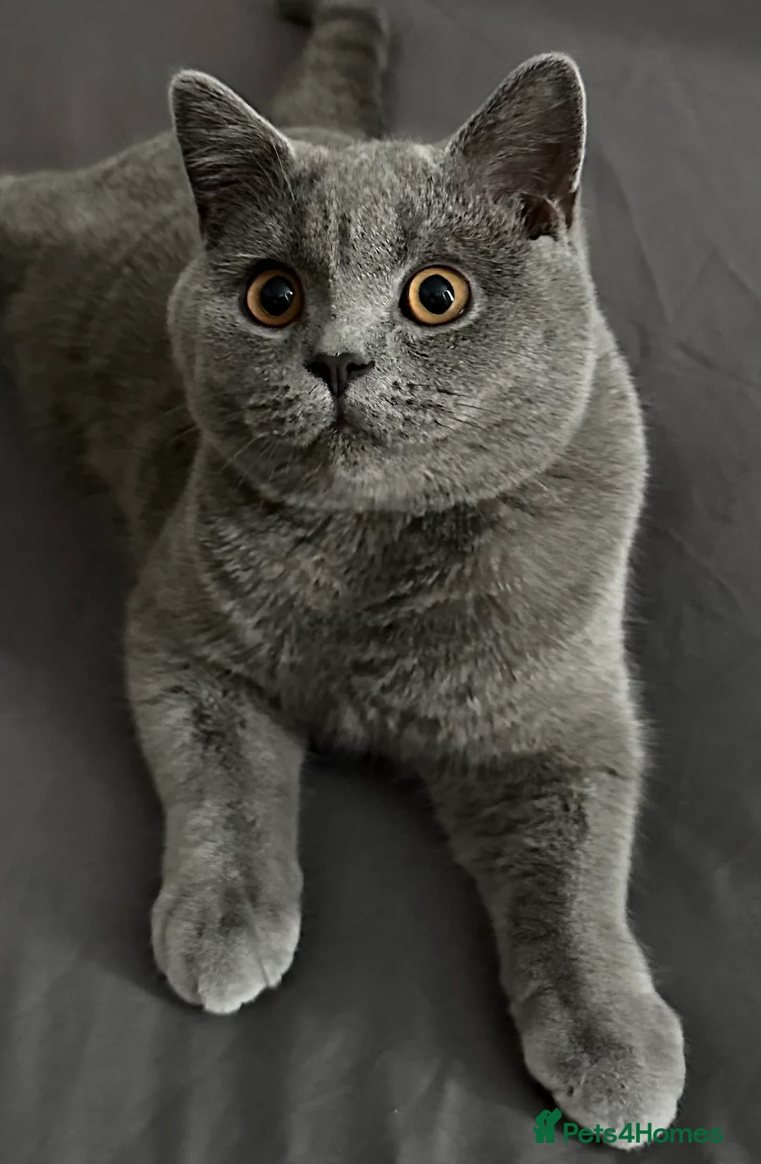 British Shorthair cats for stud: GCCF reg blue British Shorthair for stud - Advert 1