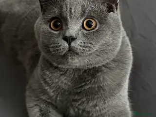 British Shorthair cats GCCF reg blue British Shorthair for stud - Advert 5