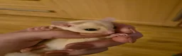 Sugar Glider rodents for sale: Beautiful Sugar Gliders for sale! - Advert 23