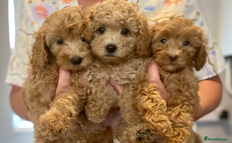 Labradoodle dogs - Advert 4