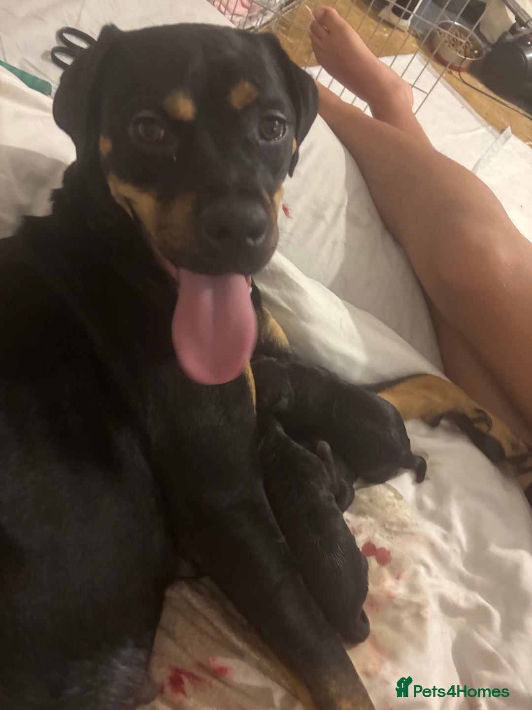 Cane Corso dogs for sale: Cane corso puppies for sale  - Advert 4