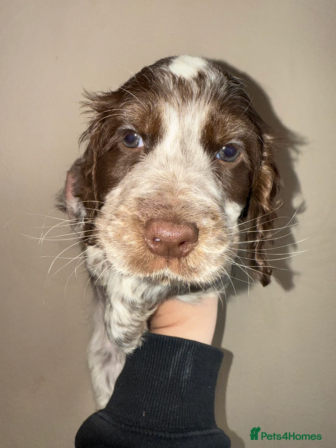 Sprocker dogs for sale: Sprocker girl for rehome - Advert 1
