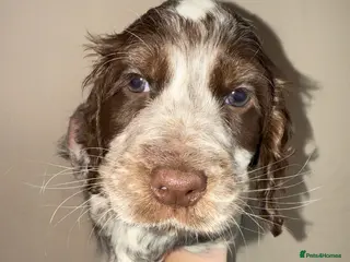 Sprocker dogs Sprocker girl for rehome - Advert 1