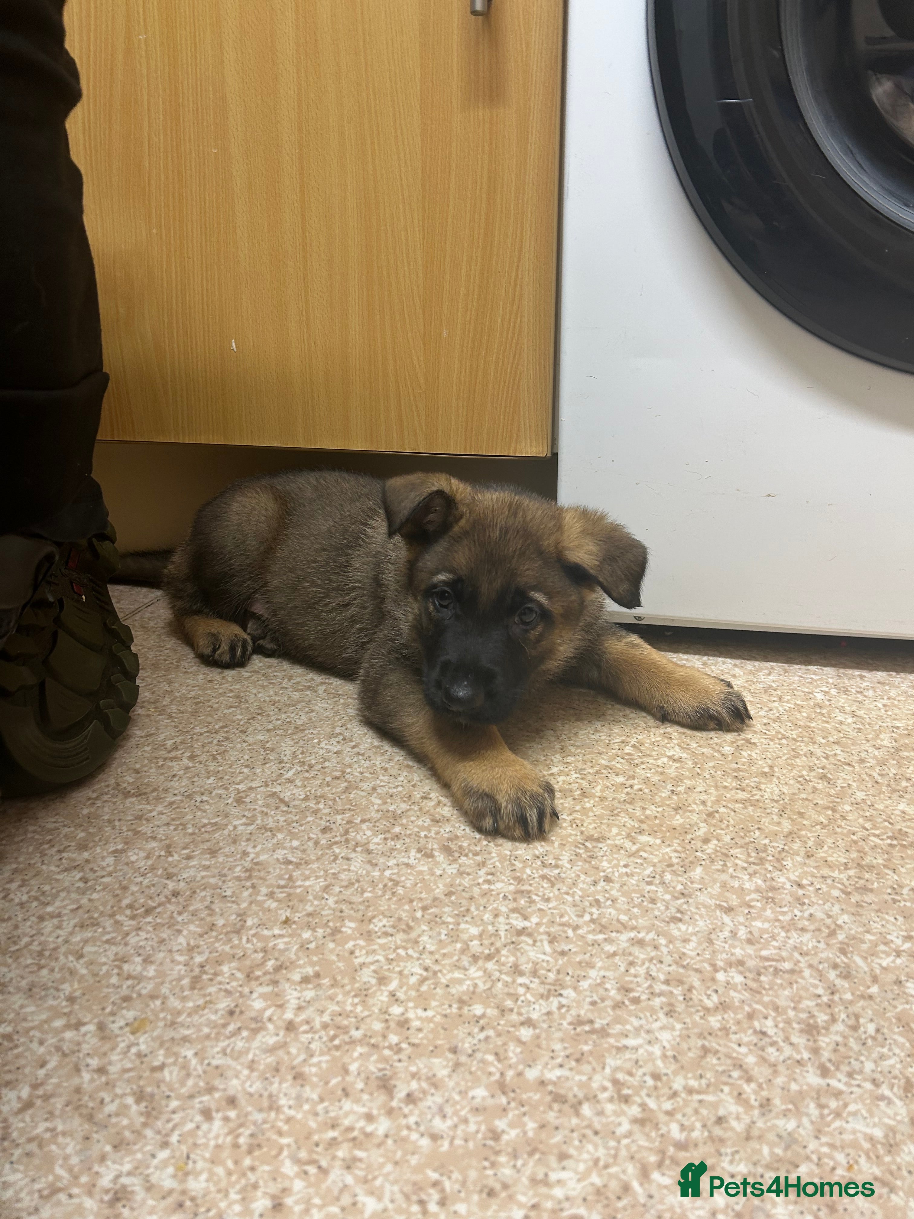 German Shepherd dogs Kc reg German shepherd puppy 1 BOY LEFT - Advert 3