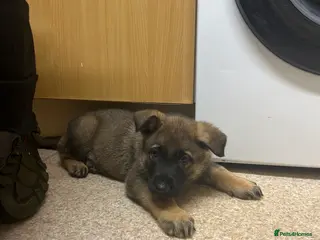 German Shepherd dogs Kc reg German shepherd puppy 1 BOY LEFT - Advert 3