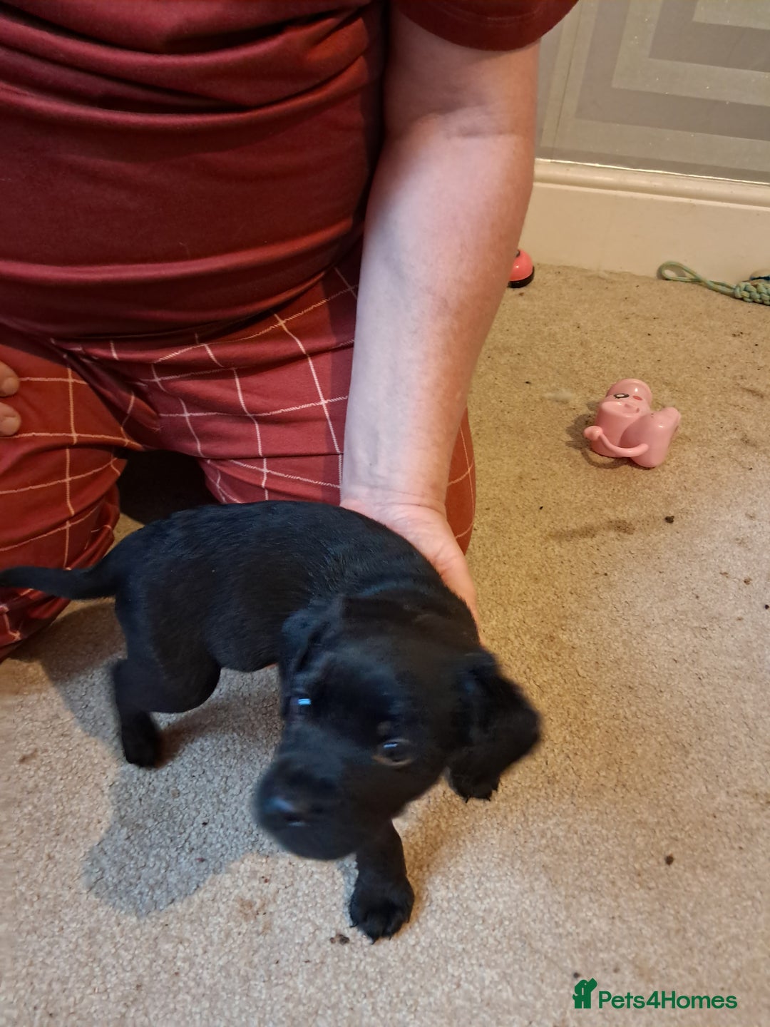 Mixed Breed dogs for sale: Splurcherpoo puppys - Advert 30