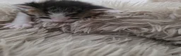 Mixed Breed cats for sale: look at all those tiny fluffballs!  - Advert 13