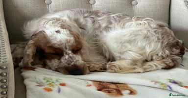 Cocker Spaniel dogs - Advert 14