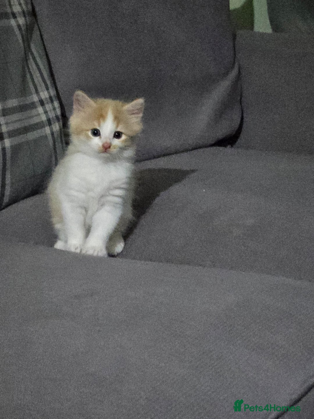 British Longhair cats for sale: 3 male kittens for sale  in Harrow - Image 12