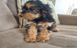 Cockapoo dogs for sale:  F1 Cockapoo puppies  - Image 7