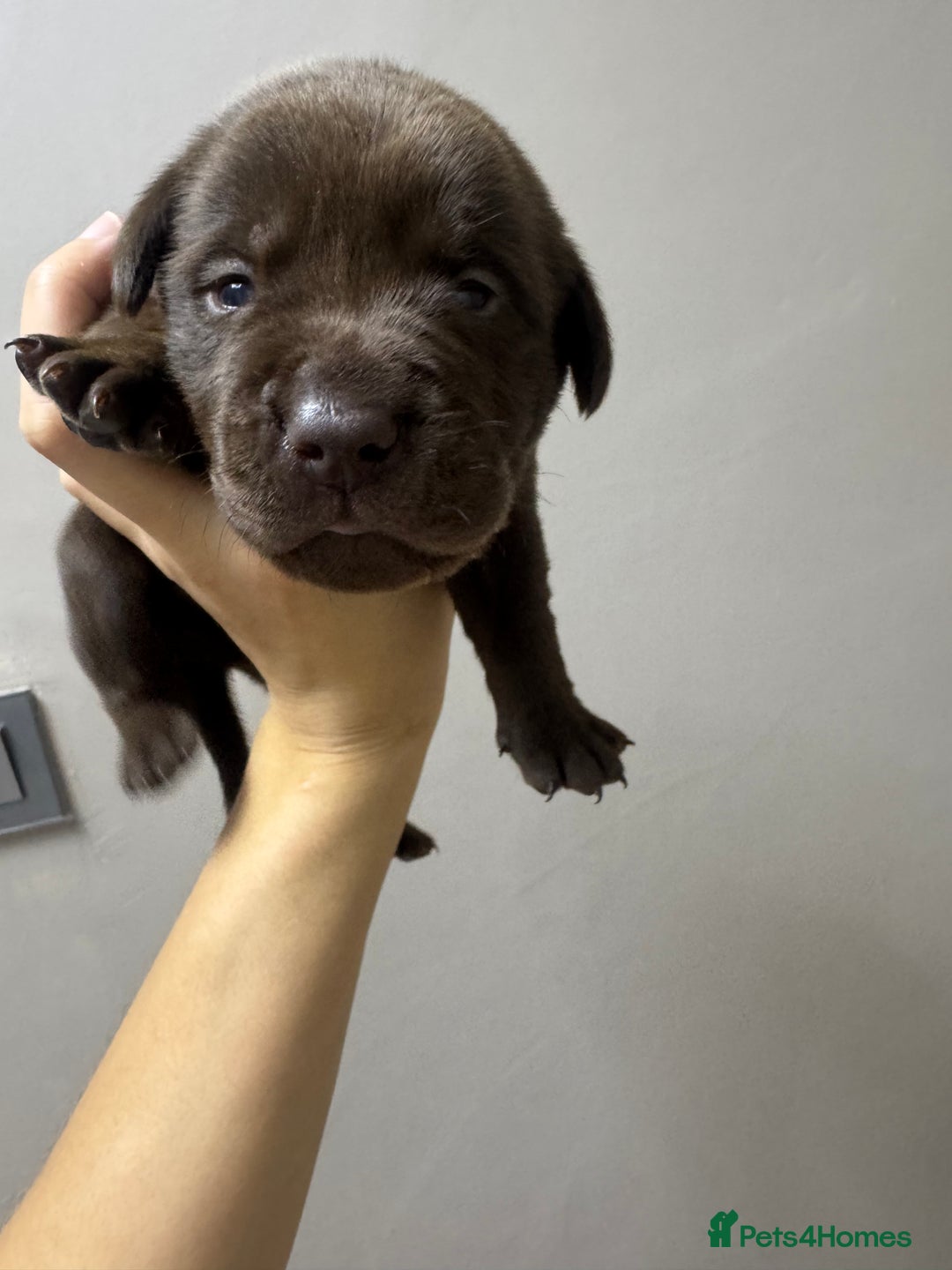 Mixed Breed dogs for sale: Shar Pei cross breed X Labrador Puppies  - Advert 35