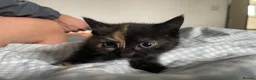 Mixed Breed cats for sale: Mixed kittens  in Runcorn - Advert 7