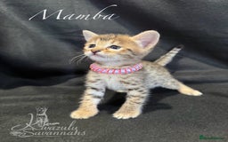 Savannah cats for sale: Exceptional Quality Tica Registr. Savannah Kittens - Image 26