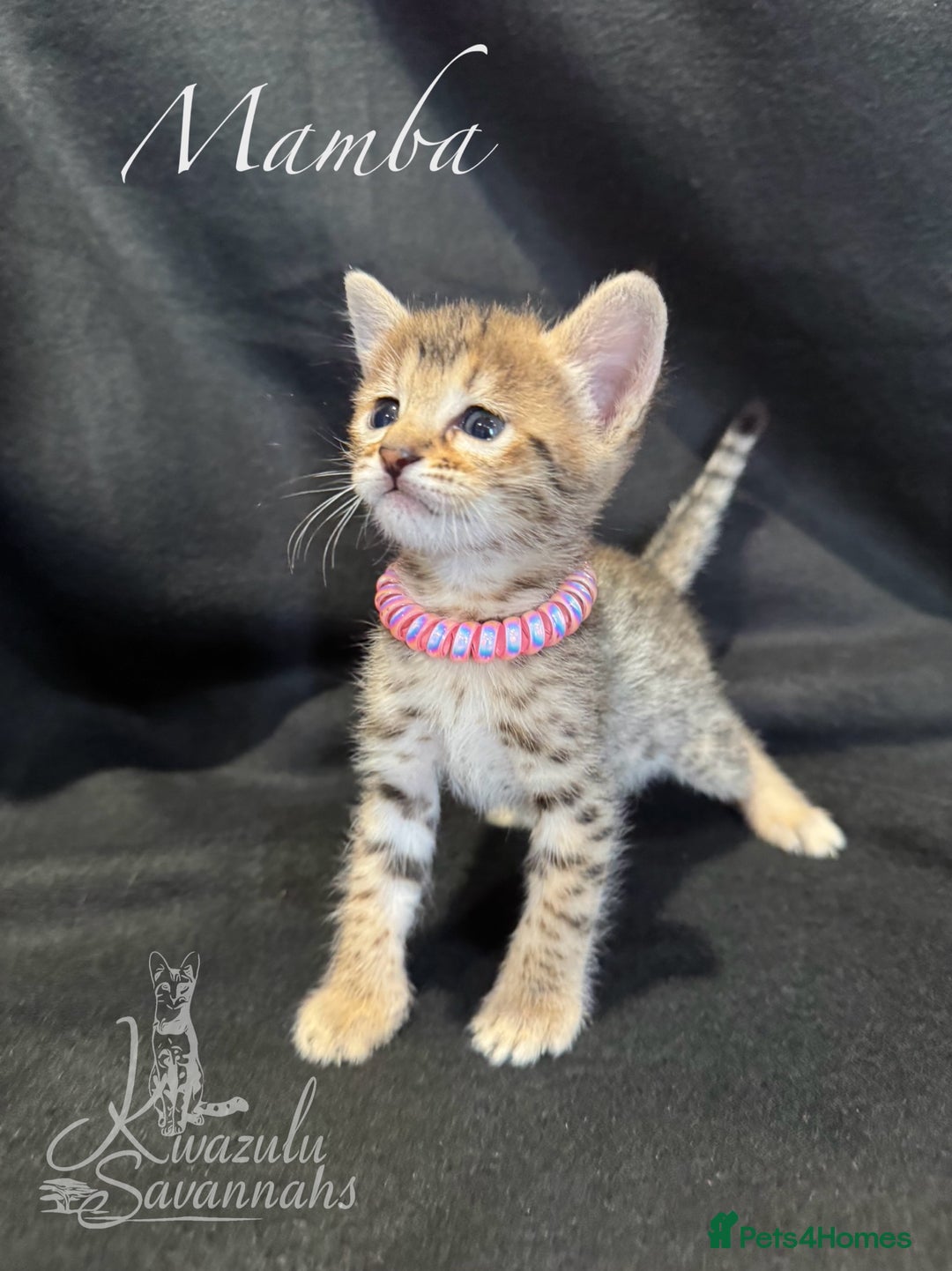 Savannah cats for sale: Exceptional Quality Tica Registr. Savannah Kittens - Image 26