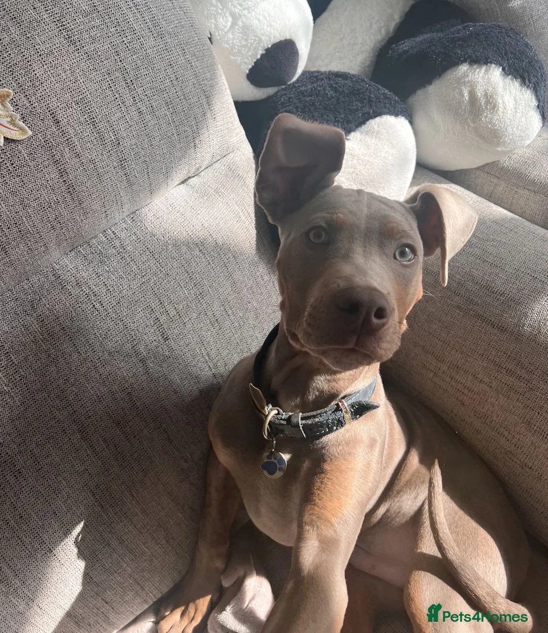 Mixed Breed dogs for sale: Loving Active Pup, Looking for His Forever Home in Southport - Advert 2