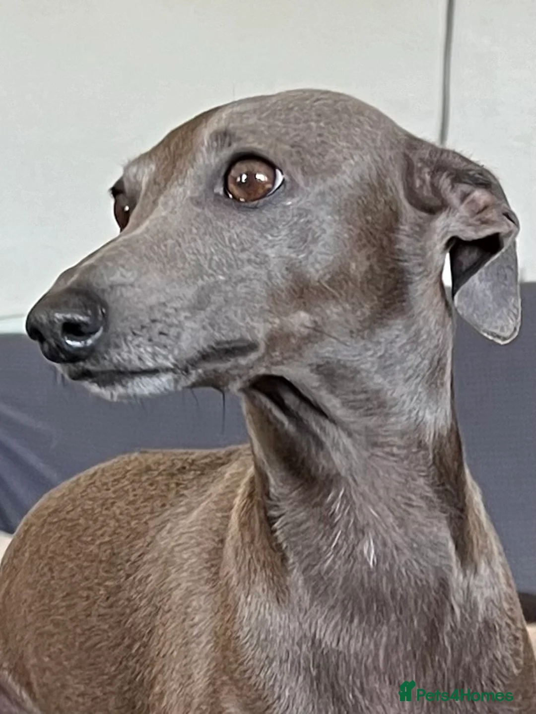 Italian Greyhound dogs for sale:     Italian Greyhound. Babies  - Advert 9