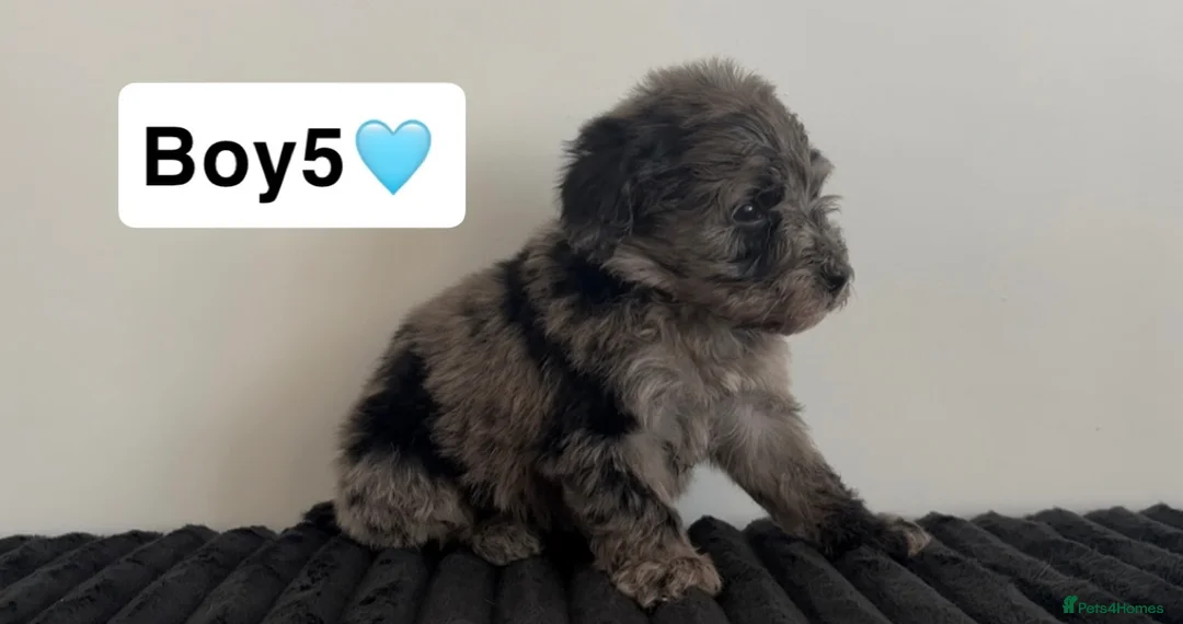 Cockapoo dogs for sale: Cockapoo puppies  - Advert 28