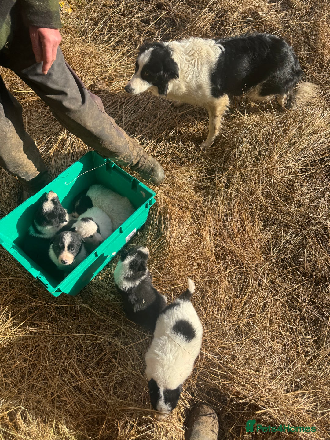 Border Collie dogs for sale: Very cute Border Collie Pups From Working Dogs - Advert 29