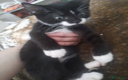Bengal cats for sale: Half snow bengals - Image 2