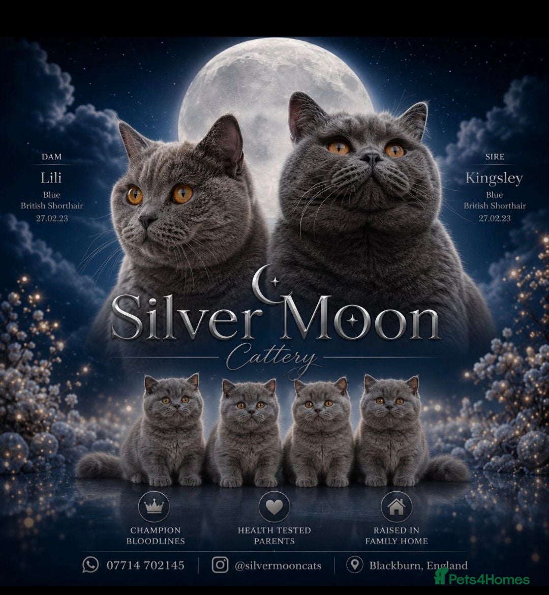 British Shorthair cats 💙 LAST BLUE BRITISH SHORTHAIR BOY AVAILABLE 💙 - Advert 3