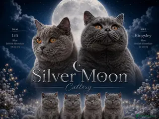 British Shorthair cats 💙 LAST BLUE BRITISH SHORTHAIR BOY AVAILABLE 💙 - Advert 3