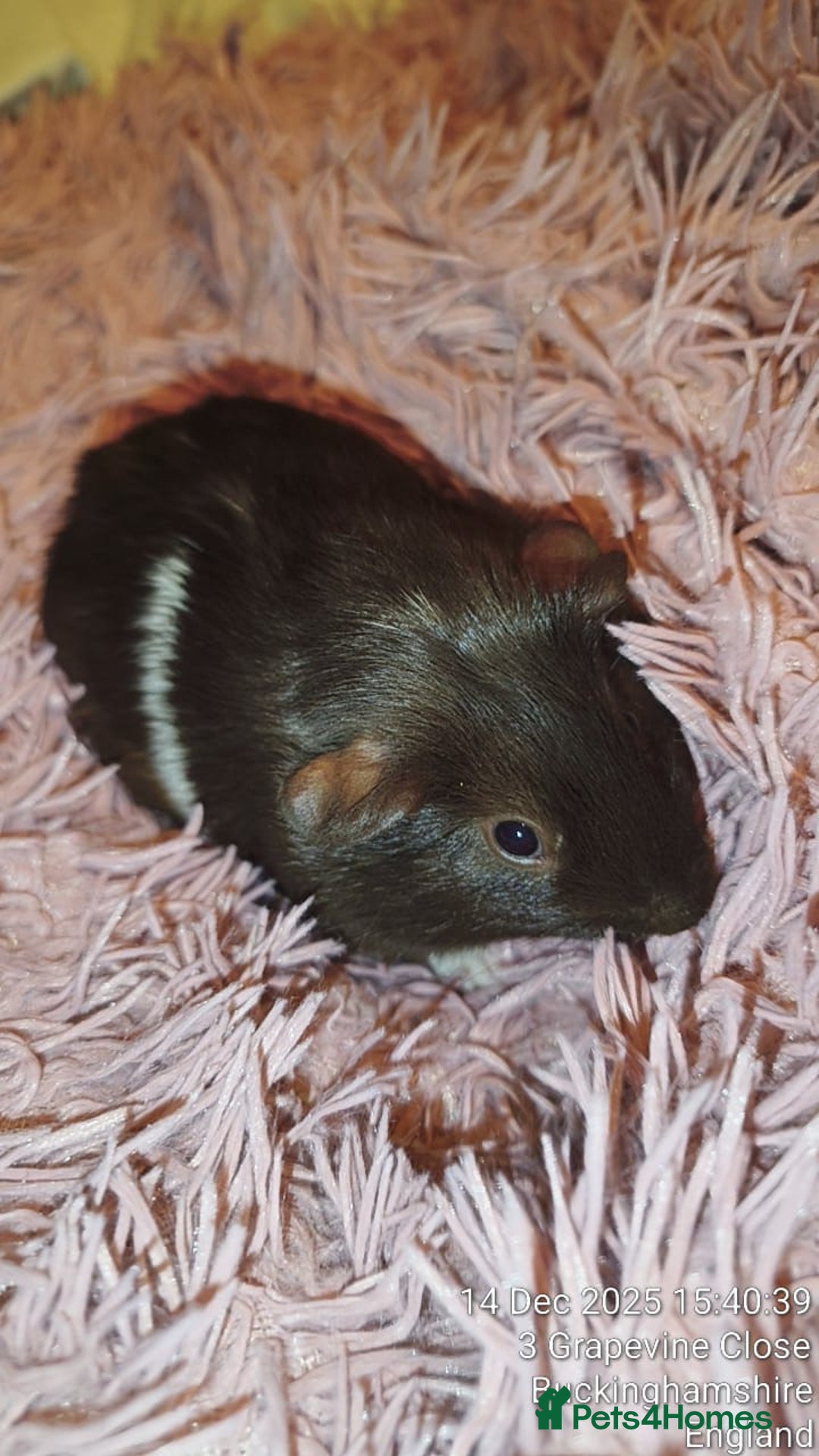 Guinea Pig rodents for sale: 5 beautiful gineapigs 4 boys 1 girl available now - Advert 10