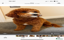 Cavapoo dogs for sale: Cavapoo F1b fully health tested  - Image 7