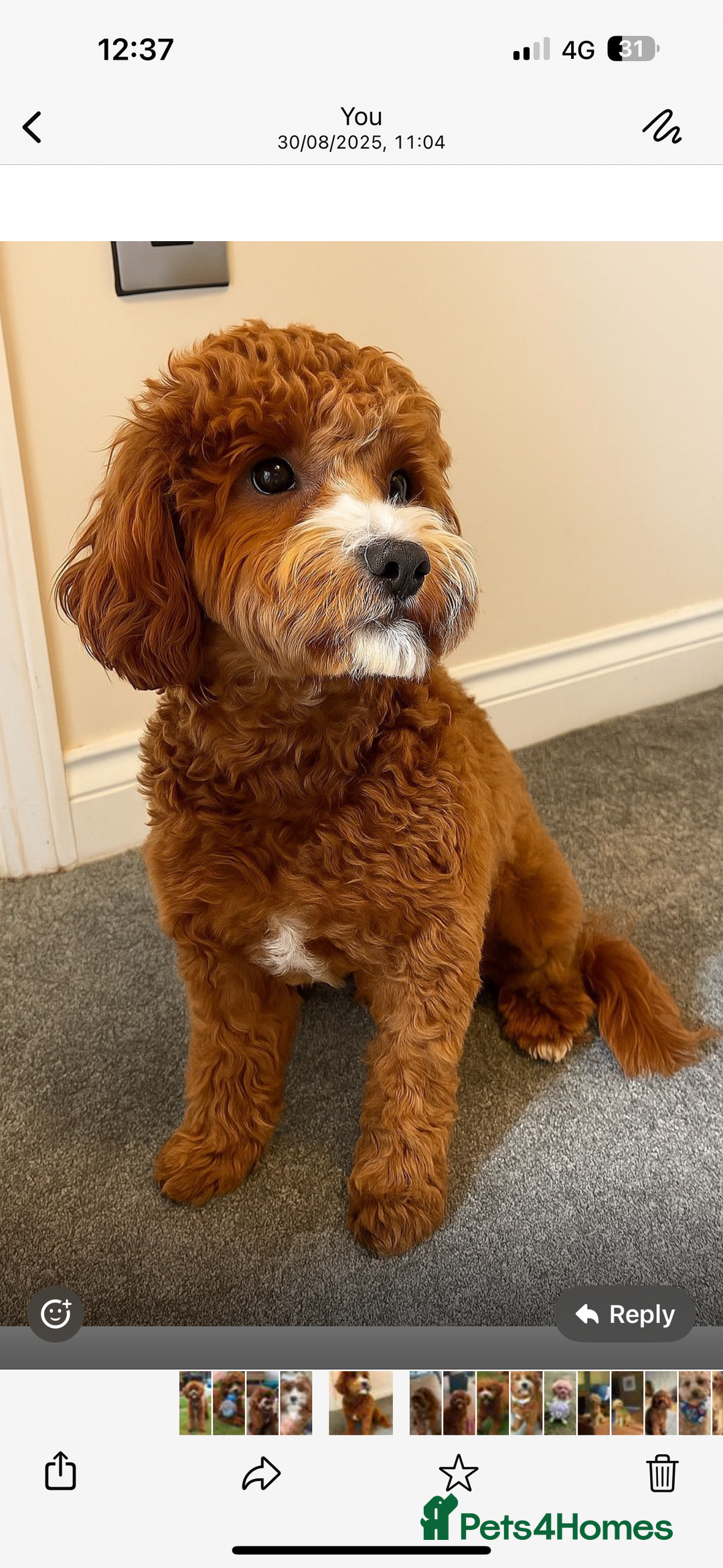 Cavapoo dogs for sale: Cavapoo F1b fully health tested  - Image 7