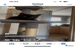 Mixed Breed cats for sale: Mix breed beautiful kittens - Image 9