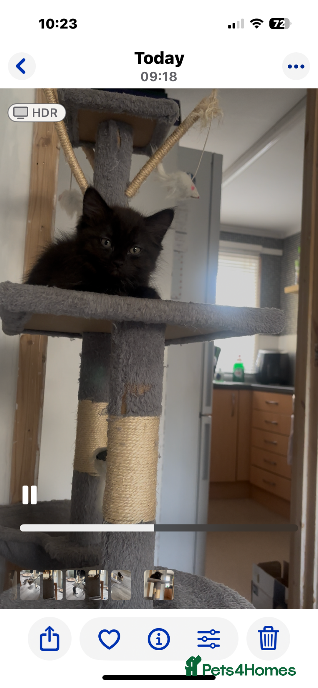 Mixed Breed cats for sale: Mix breed beautiful kittens - Image 9