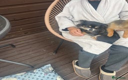 Chihuahua dogs for sale: Beautiful long hair Chihuahua girl for sale - Image 12