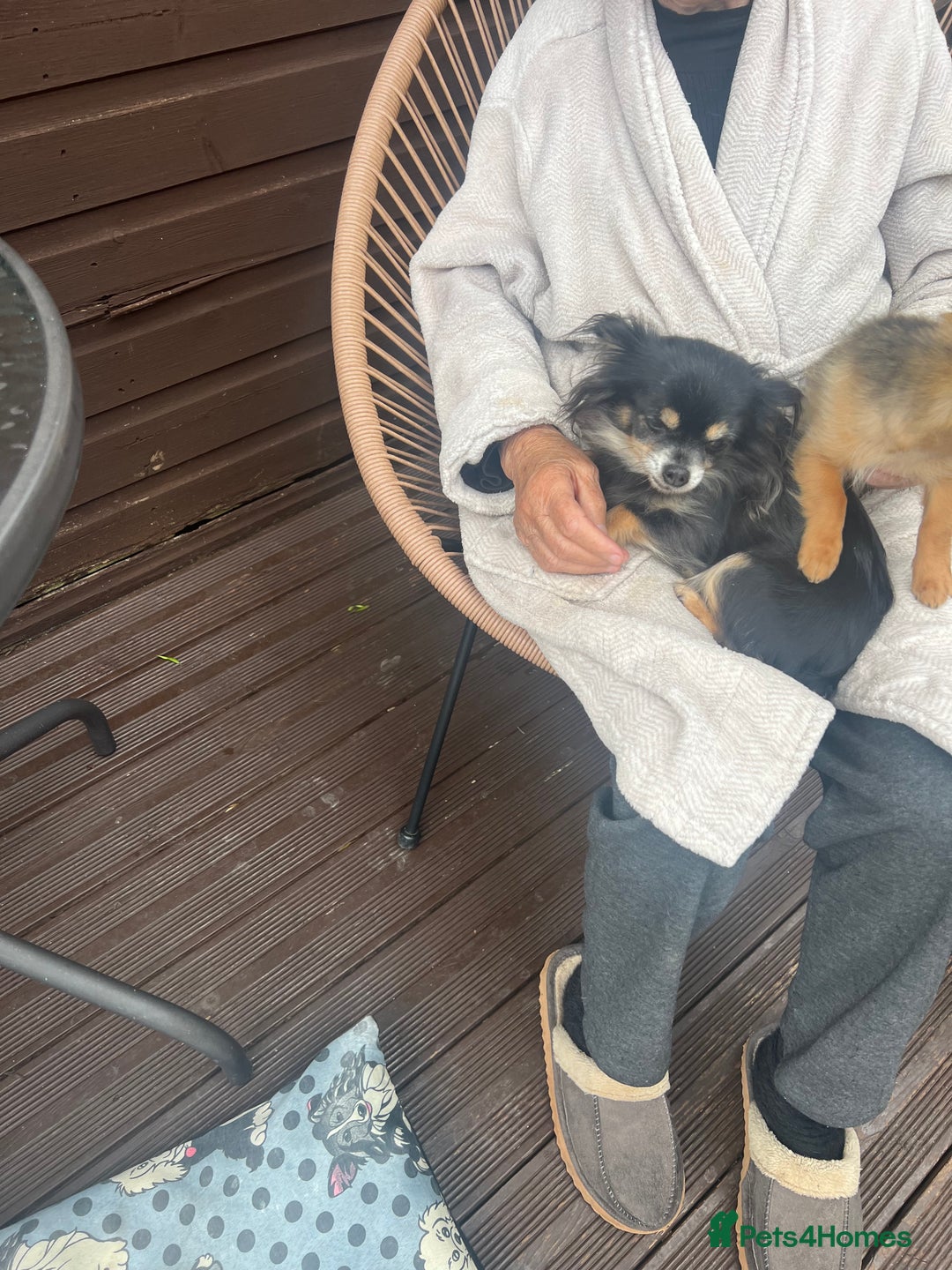 Chihuahua dogs for sale: Beautiful long hair Chihuahua girl for sale - Image 12
