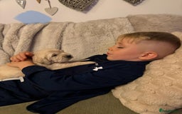 Golden Retriever dogs for sale: KC Reg Golden Retriever Pups - CHAMPION Bloodlines - Image 11