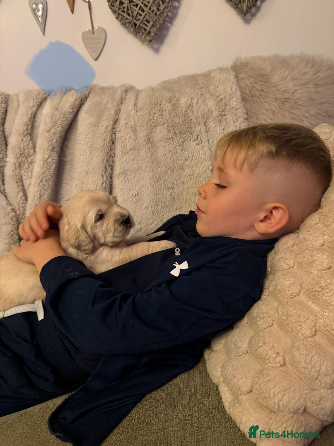 Golden Retriever dogs for sale: KC Reg Golden Retriever Pups - CHAMPION Bloodlines - Image 11