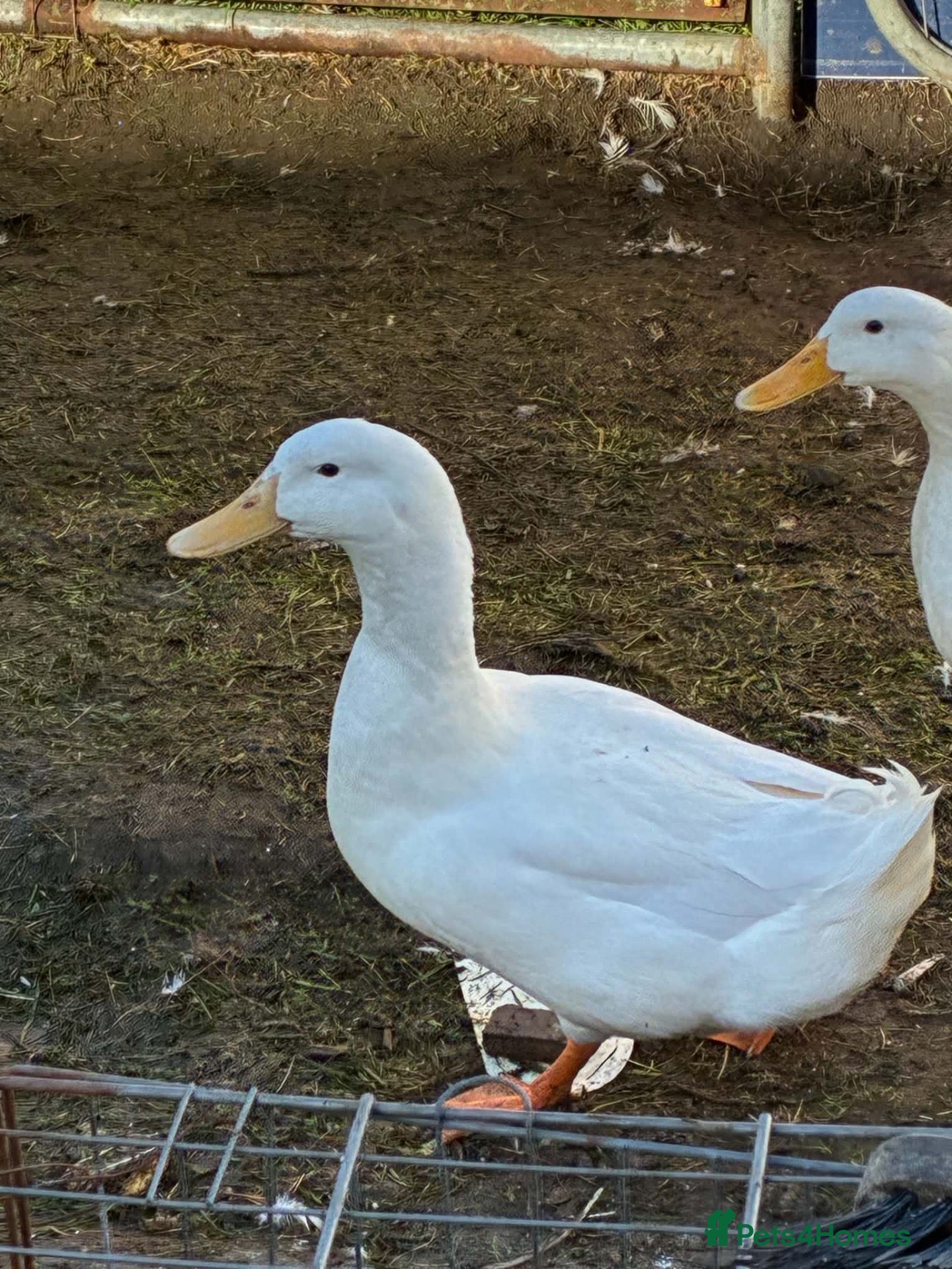 Ducks poultry 🦆 Aylesbury Drake Looking for a New Home 🏡 - Advert 2