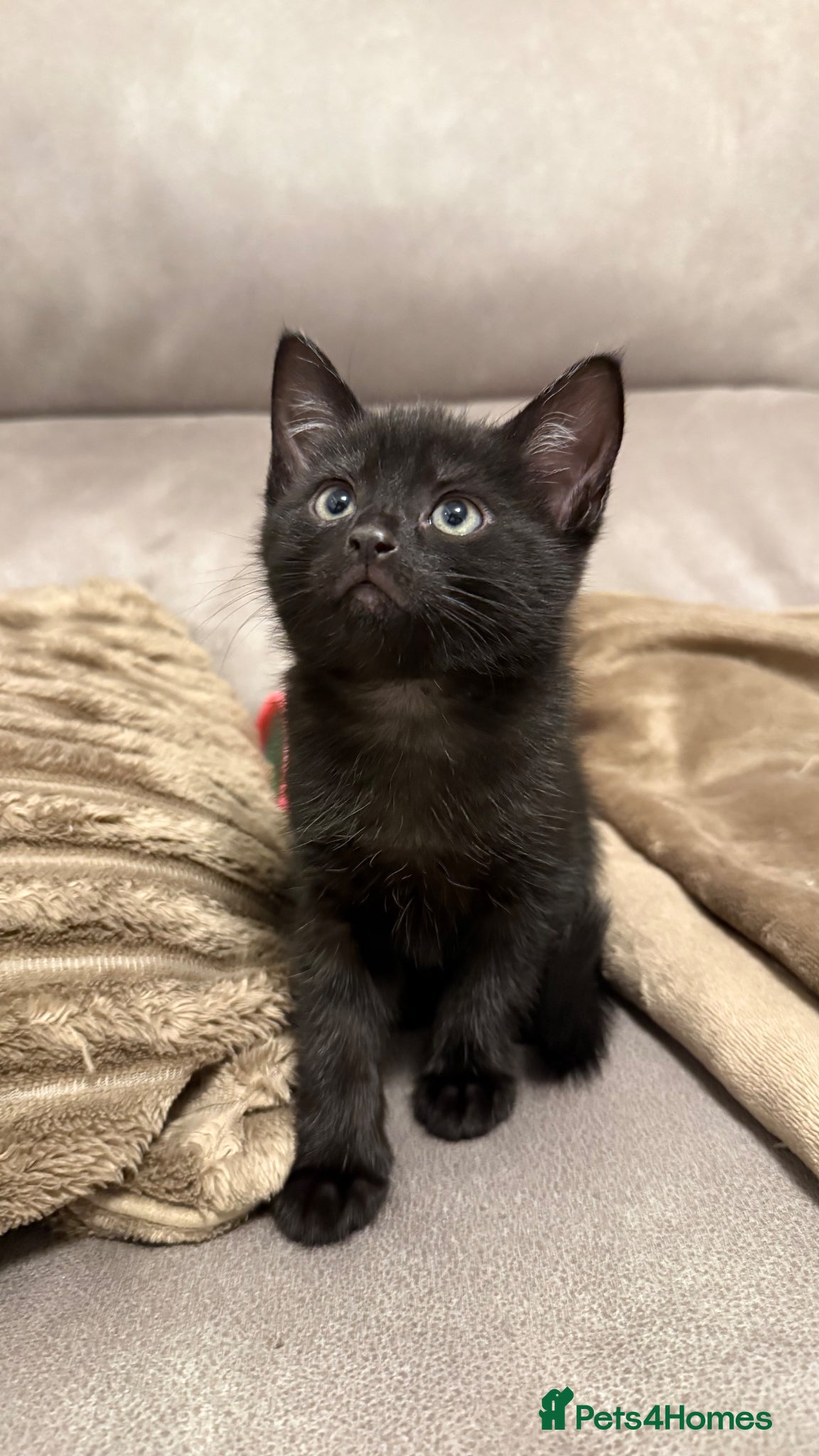 Mixed Breed cats Female black kitten - Advert 2