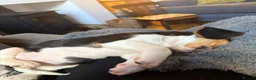 Beagle dogs for sale: male beagle puppy in Hythe - Advert 7