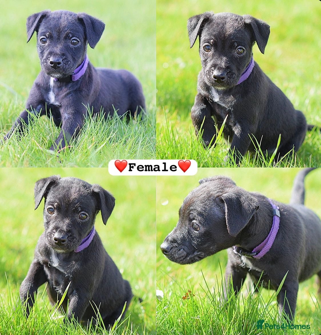 Patterjack dogs READY NOW! 5⭐️licensed & Registered professionals - Advert 3