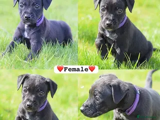 Patterjack dogs READY NOW! 5⭐️licensed & Registered professionals - Advert 3